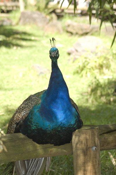 zoo_50 [800x600].jpg